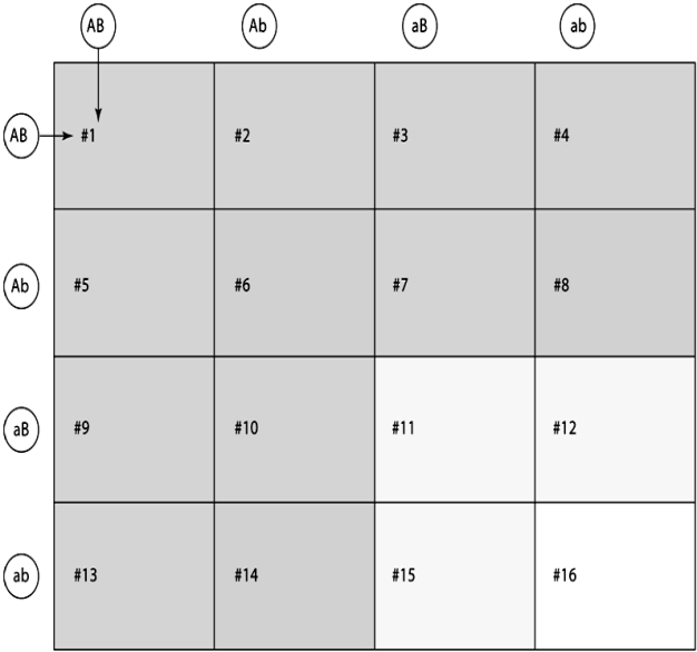 <strong> Purple flower (A)is dominant over white flower (a),and tall stem (B)is dominant over short stem (b).The Punnett square represents a cross between two dihybrids (AaBb ´ AaBb).In the figure above,how many plants would have white flowers and short stems?</strong> A)1 B)3 C)5 D)9 E)16