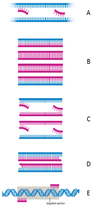 Match the steps of two rounds of PCR with appropriate description. -The mixture is heated and the double-stranded DNA separates into single strands.When the mixture is cooled,some of the primers base-pair with the DNA at opposite ends of the targeted sequence.