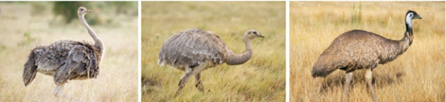 The study of the body structures of the ostrich,emu and rhea shown here is an example of ____.