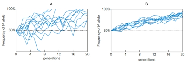<strong>The graphs below show the frequency of the b+ allele over twenty generations in two populations of heterozygous flour beetles (data for a population of ten individuals is shown in graph A; data for a population of one hundred individuals is shown in graph B).Why does the frequency of the b+ allele increase in both populations? </strong> A)b+ is a lethal allele B)b+ is a balanced polymorphism C)b+ is a fixed allele D)the b+ allele is adaptive E)b+ is a neutral mutation