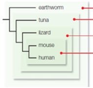 <strong>A cladogram can be viewed as sets within sets of derived traits.Which features distinguish the clade containing mice and humans from the other clades in this cladogram? </strong> A)multicellular with legs B)multicellular with hair C)multicellular with a backbone D)multicellular E)multicellular with a backbone, legs and hair