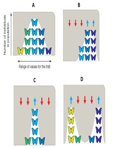 distribution of traits in a population before selection occurs