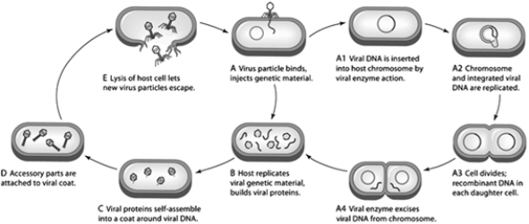 <strong>     In panel A,what is being injected into the host cell?  </strong> A)enzymes B)the viral protein coat C)nucleic acids D)ribosomes E)the viral envelope <div style=padding-top: 35px> 