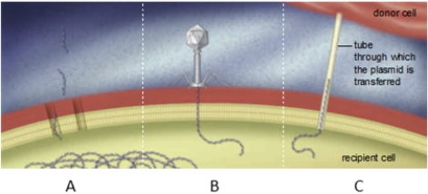 Label the figure below showing three mechanisms of gene exchange in prokaryotic cells.   -transformation