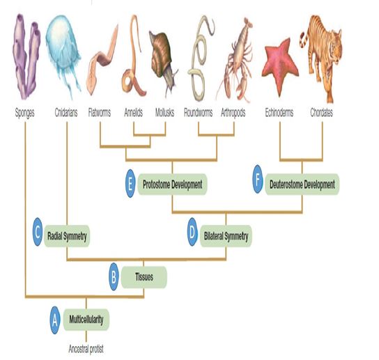 Examine the figure below and match each term with the letter to which it best corresponds. -first opening of the embryo becomes a mouth,and the second becomes an anus.