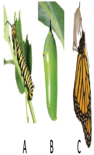 Examine the figure below and match each term with the letter to which it best corresponds. -pupa stage