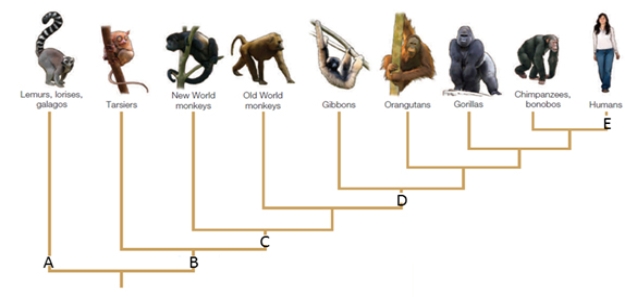 Examine the figure below and match each term with the letter to which it best corresponds.Not all choices will be used. -hominoids