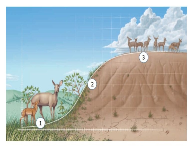<strong>  This figure describes a typical example of ____.</strong> A)biotic potential growth B)exponential growth C)logistic growth D)logarithmic growth E)density-dependent growth <div style=padding-top: 35px> 