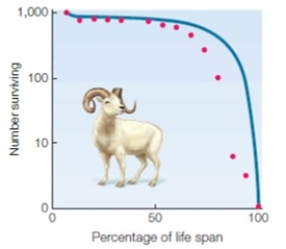 Which type of survivorship curve is pictured here for Dall sheep?