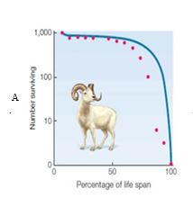 A.   B.   C.   D.   E.   opportunistic life history<div style=padding-top: 35px> 