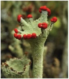 <strong>The lichen shown here is an example of ____. </strong> A)competition B)parasitism C)predation D)commensalism E)mutualism