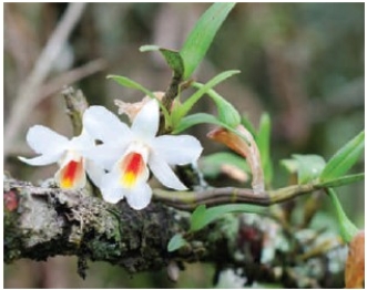 <strong>This orchid attached to a tree branch is an example of ____. </strong> A)competition B)parasitism C)predation D)commensalism E)mutualism