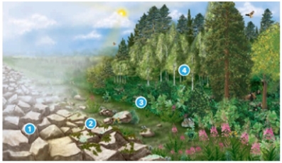 <strong>This image shows an area in which a glacier has melted.What is indicated by the number 2? </strong> A)competition for food resources B)resource partitioning between two competing species C)emergence of climax species D)colonization by pioneer species E)secondary succession