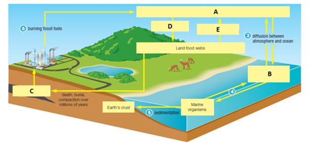 Examine the figure below of the water cycle.Match each term with the concept to which it best corresponds. a.A b.B c.C d.D e.E cellular respiration