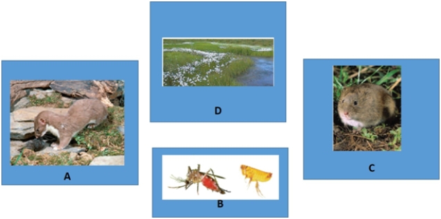 Examine the figure below of an Arctic food web.Match each term with the concept to which it best corresponds. -parasitic consumers
