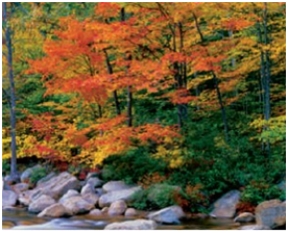 <strong>Which biome is pictured here?  </strong> A)temperate deciduous forest B)chaparral C)tropical rainforest D)temperate grassland E)boreal forest <div style=padding-top: 35px> 