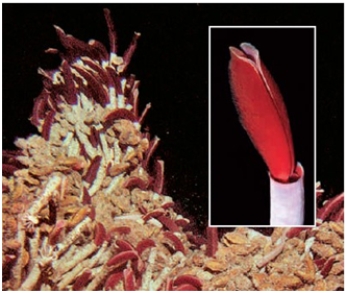 <strong>In a hydrothermal vent community pictured here,the typical consumer is a(n)____.    </strong> A)coral reef B)bacteria C)archaea D)tube worm E)algae <div style=padding-top: 35px> 