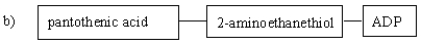 <strong>Which of the following diagrams gives the correct identities and arrangement of the structural subunits in coenzyme A? </strong> A) A B) B C) C D) D
