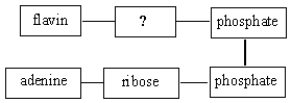 The missing structural subunit in the following diagram for flavin adenine dinucleotide is