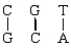 <strong>Which of the following is a correct base pairing sequence between a codon and anticodon?</strong> A) B) C) D)