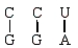 <strong>Which of the following is a correct base pairing sequence between a codon and anticodon?</strong> A) B) C) D)