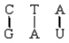 <strong>Which of the following is a correct base pairing sequence between a codon and anticodon?</strong> A) B) C) D)