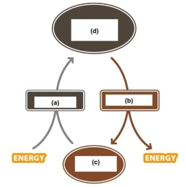 Use the figure below to answer the following questions. In the figure which step indicates the molecules produced by hydrolysis?