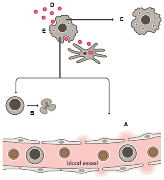 Use the figure below to answer the following questions. In the figure which letter (A to E)indicates recruitment by chemokines?
