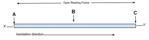 The open reading frame of a portion of mRNA. Use the figure below to answer the following questions.   In the figure which letter (A-C)refers to the codon AUG?<div style=padding-top: 35px> 