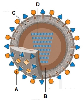 Enveloped viral structure Use the figure below to answer the following questions. In the figure which letter (A-D)indicates the RNA or DNA?