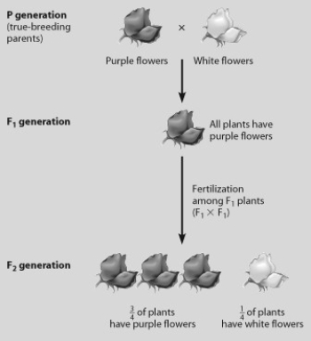 <strong>Which plants in this figure must all be heterozygous? </strong> A) purple-flowered plants in the P generation B) white-flowered plants in the P generation C) purple-flowered plants in the F1 generation D) purple-flowered plants in the F2 generation