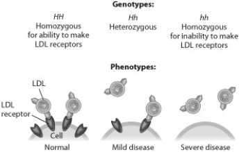 <strong>According to this figure, heterozygotes for this form of hypercholesterolemia suffer from the disease because they </strong> A) produce an abnormally shaped LDL receptor. B) don't produce any LDL receptors. C) produce too many LDL receptors. D) don't produce enough LDL receptors.