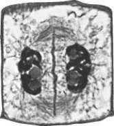 <strong>What event will immediately follow the event shown in the following image? </strong> A) The cell will divide into two animal cells. B) The cell will divide into two plant cells. C) The cell will enter metaphase. D) The cell will enter prophase.