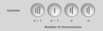 <strong>If the four cells shown resulted from cell division of a single cell with diploid chromosome number 2n = 4, what best describes what just occurred? </strong> A) normal meiosis B) translocation C) inversion D) nondisjunction