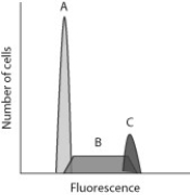<strong>A technique called flow cytometry is used by scientists and researchers to count or sort cells based on specific properties. By labeling cellular DNA with a fluorescent dye, flow cytometry can sort cells based on the amount of DNA present, thereby making it possible to distinguish between cells that are in different stages of the cell cycle. Flow cytometry is especially useful to the medical community because it can help with the diagnosis of certain types of cancers. Below is a typical set of data that you might obtain when running a flow cytometry experiment using a sample of healthy skin cells. Use this figure to help you answer the following questions. After reading the paragraph below, answer the questions that follow. If you used flow cytometry to sort a sample of cancerous cells that have been treated with a drug to prevent them from replicating their DNA, what peaks would you expect to see on the resulting flow cytometry data set?</strong> A) A only B) C only C) A and B only D) A, B, and C