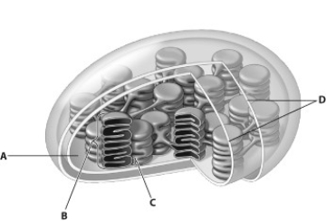 <strong>In this drawing of a chloroplast, which structure represents the thylakoid membrane? </strong> A) structure A B) structure B C) structure C D) structure D