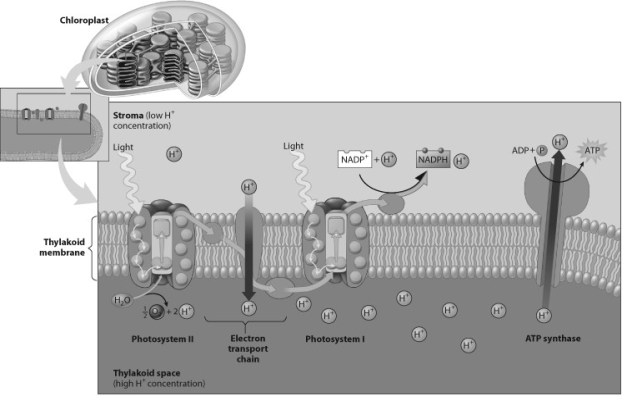 <strong>According to this figure, how do hydrogen ions make their way from the stroma to the thylakoid interior? </strong> A) through photosystem I B) through an electron transport chain molecule C) through the ATP synthase D) directly through the phospholipids of the thylakoid membrane