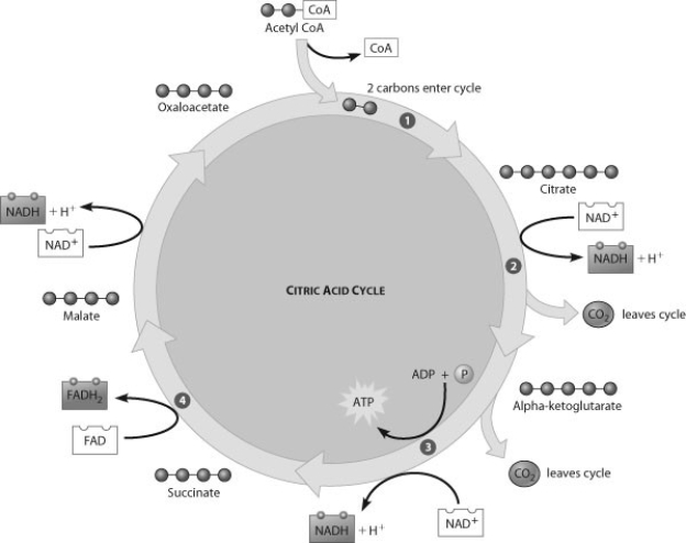 Which step of the citric acid cycle requires both NAD+ and ADP as reactants?