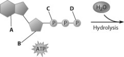 Which part of the ATP molecule breaks free of the rest when an ATP molecule releases energy?