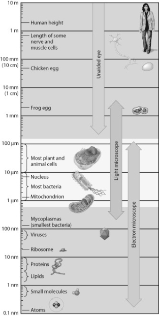 <strong>According to the accompanying figure, which of the following are large enough to see in the light microscope? </strong> A) atoms B) proteins C) viruses D) mitochondria