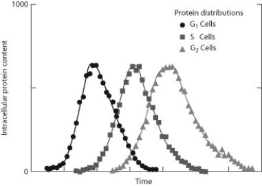 Much of the intracellular structure of a eukaryote cell is involved in protein synthesis. The accompanying figure shows the amounts of protein in cells at different parts of the cell cycle between two cell divisions. G1 is a stage just after the cell has divided, and G2 is the stage just before the cell divides again. S is a stage when the cell is synthesizing material such as DNA, mitochondria, and other organelles. -The data show that