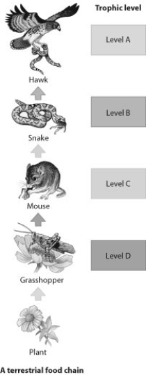Which trophic level in this food chain represents the secondary consumer?  