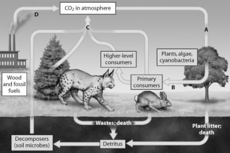 <strong>Which arrow shows CO2 released as a product of cellular respiration? </strong> A) arrow A B) arrow B C) arrow C D) arrow D