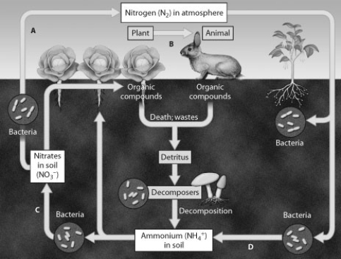 <strong>Which arrow shows nitrogen fixation? </strong> A) arrow A B) arrow B C) arrow C D) arrow D