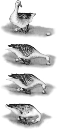 What type of behavior is illustrated by the bird in this figure?  