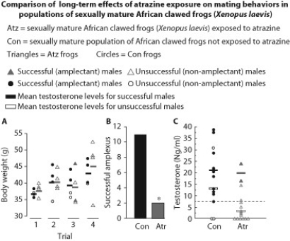 The herbicide atrazine is a known endocrine disruptor to the development stages of several animal species, including fish, reptiles, and amphibians. Scientists interested in studying long-term effects of exposure to atrazine on mating behaviors compared an all-male population of sexually mature African clawed frogs (Xenopus laevis) exposed to atrazine (Atz) to a sexually mature population of African clawed frogs not exposed to atrazine (Con). Amplexus is defined as the mating position of frogs.    -Part A demonstrated that