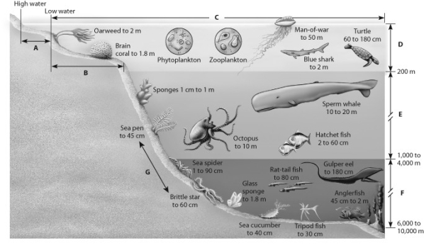 <strong>In which of the zones shown in this depiction of an aquatic biome does photosynthesis occur? </strong> A) zone G B) zone B C) zone E D) zone D