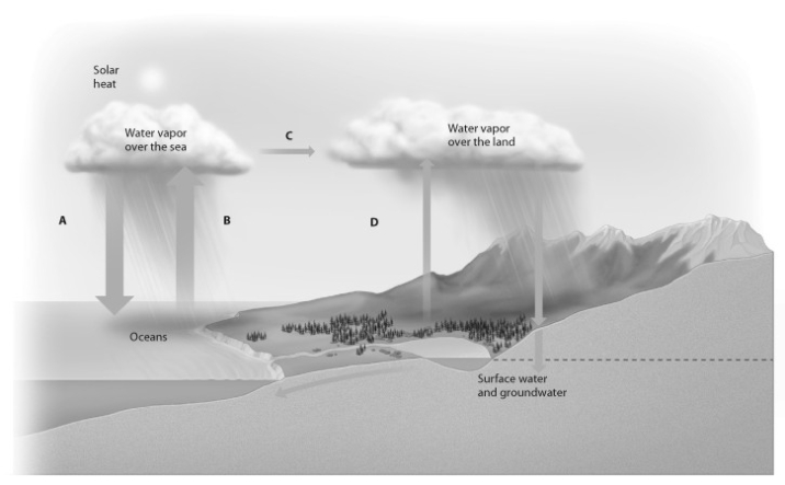 -If process D is decreased, what impact will that likely have on the surrounding area?