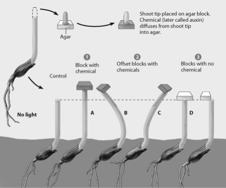 -Which plant in Went's experiment shows auxin stimulating elongation in the left side of the plant only?