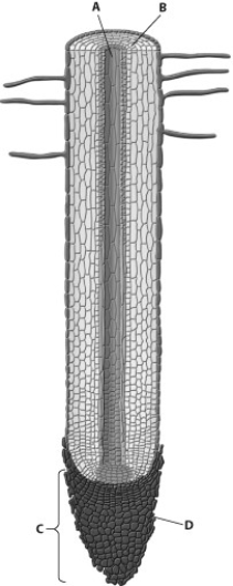 Which part of this root tip is the vascular cylinder?  